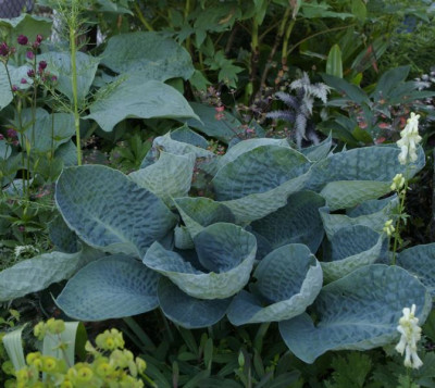 K800_hosta_deep_blue_sea20100614_46.JPG