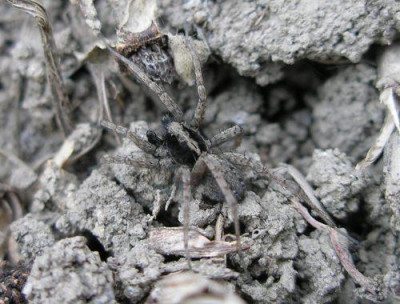 spinne_p4060446.jpg