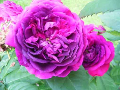BB_2009_Nr105_01_.JPG