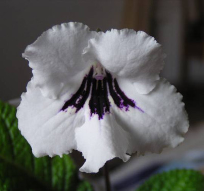 Streptocarpus_Tidaholm.jpg