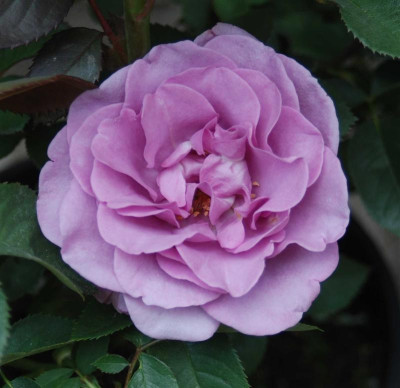 B3784c_Medium.JPG