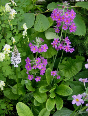 primula-beesiana-140610.jpg