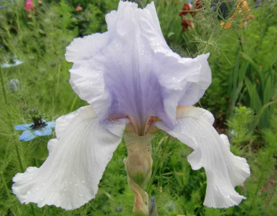 Speleba6b.JPG