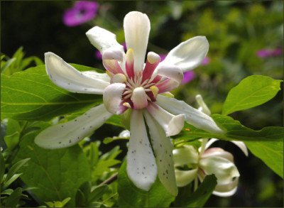 Calycanthus_Venus.jpg