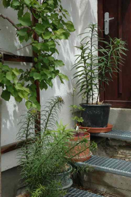011sicherungskopien_lilium.jpg
