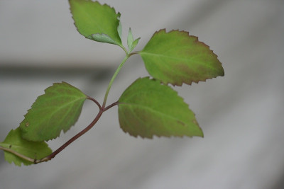 KleinstrauchIMG_6145jpg.jpg