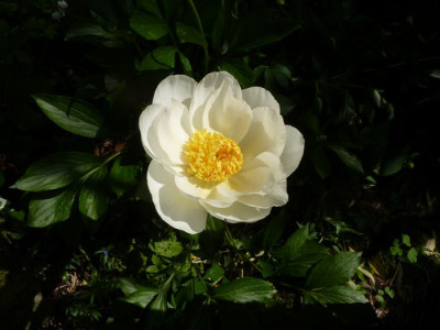 Paeonie_Claire_de_Lune_fars_2010.jpg