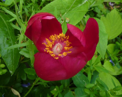 Paeonia_anomala_fars_2010.jpg