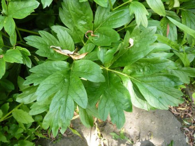 Paeonia_anomala_2_fars_2010.jpg