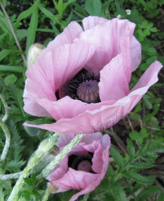 Pizzicato_100608_1.jpg
