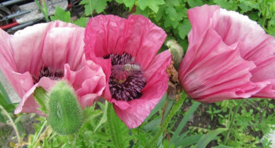 Mohn_Fruit_Punch_mauve_100608_1.jpg