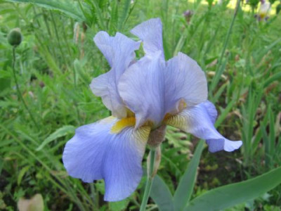 Irisoya_100608_1.jpg