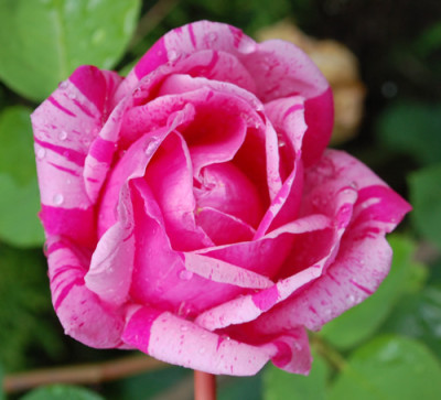Annemarie_Neusser_0010__0688.jpg