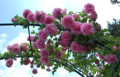 Mme_Lauriol_de_Barny_0011__0696.jpg
