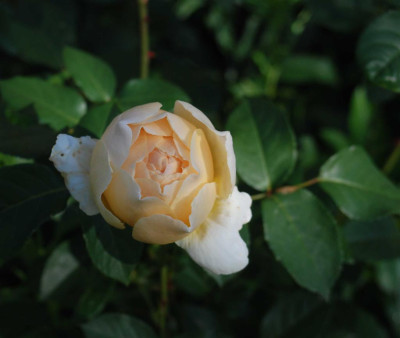 B3788a_Large.JPG
