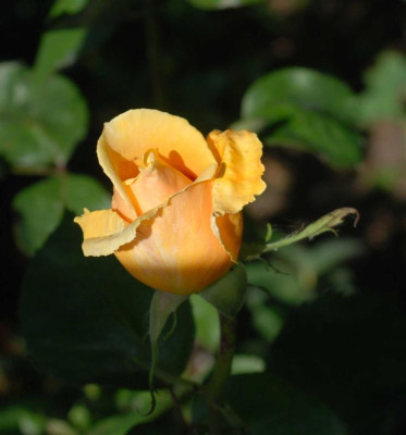 B3790a_Large.JPG
