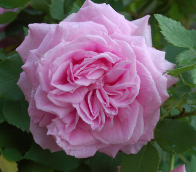 Mme_Lauriol_de_Barny_0013__0694.jpg