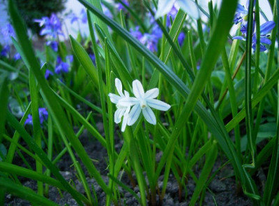 Pscilloides0503k.jpg