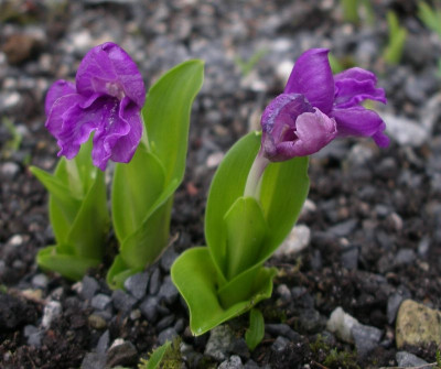 comp_Roscoea_alpina_15.06.10.jpg