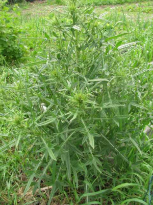 K640_IMG_1508.JPG
