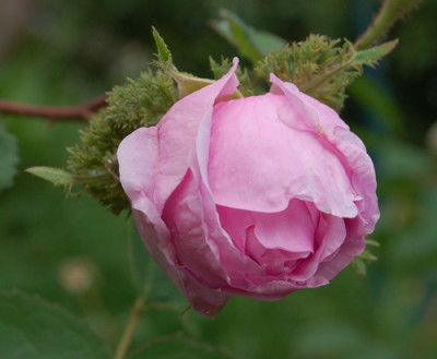 Chapeau_de_Napoleon_0010__0701.jpg