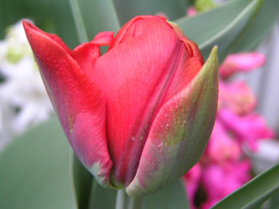 forumtulpe.jpg