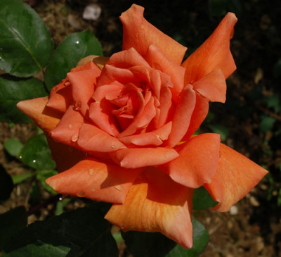 Souvenir_de_J.B._Guillot_0010__0720.jpg