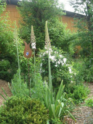 eremurus_2010_2.jpg