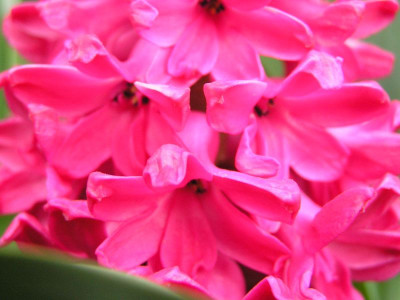 forumhyazinthepink.jpg