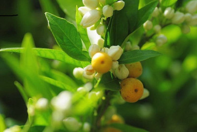 Mandarinenfruchte.JPG