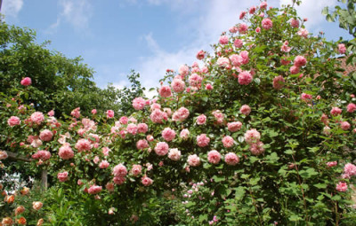 Paul_Noel_0010__0760.jpg