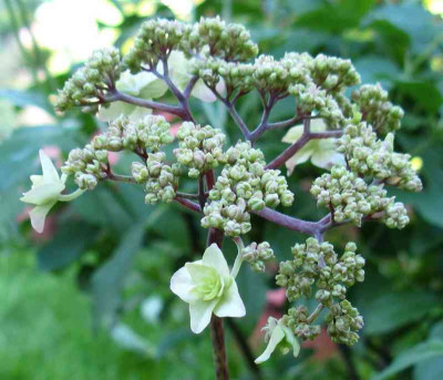 Hydrangea_serrata_Miyamae-yae-Murasaki_800x600.jpg