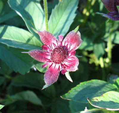 Potentilla_palustris_800x600.jpg