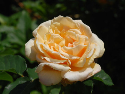 B3806a_Large.JPG