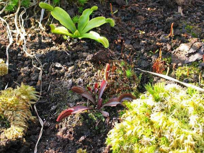 dionaea-rot-chris.jpg