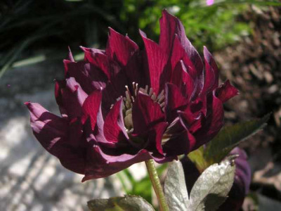 PICT0108.jpg