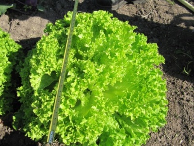 salat123.jpg