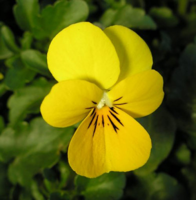 blume_p4020102.jpg