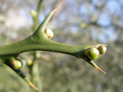HBV_poncirus_trifoliata.jpg