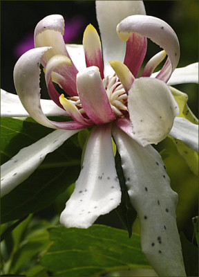 calycanthus_Punkte.jpg