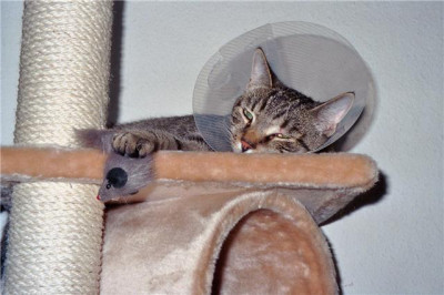 Trichterkater1.jpg