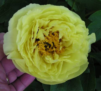 Kinko160602010_003_kl.jpg