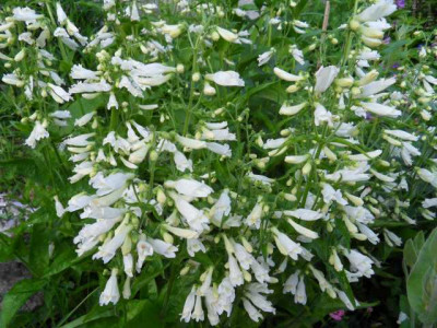 Penstemon_serr_albusr.jpg