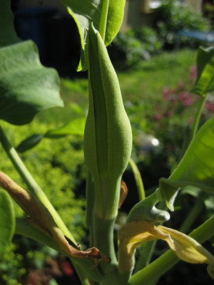2010-06-16_M._ashei.jpg