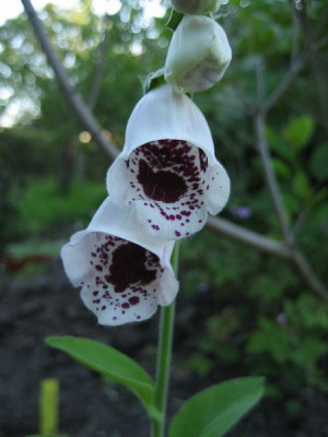 2010-06-16_Digitalis_Pams_Coice.jpg