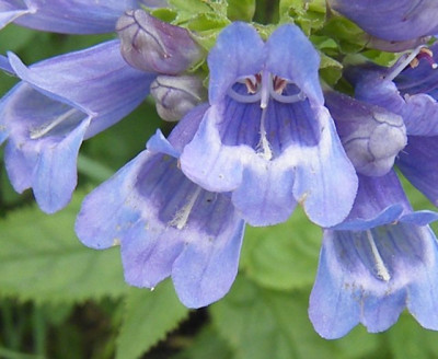Penstemon_serrulatus_r.jpg