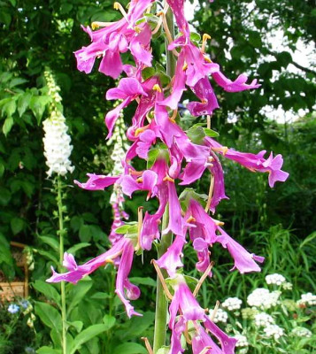 Digitalis-spezial.jpg