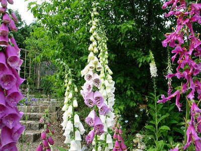 digitalis-uwe2.jpg