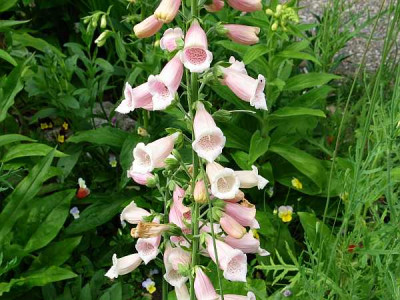 digitalis-uwe1.jpg