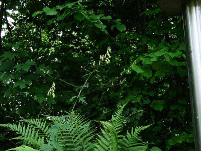 aconitum-vulparia-uwe.jpg